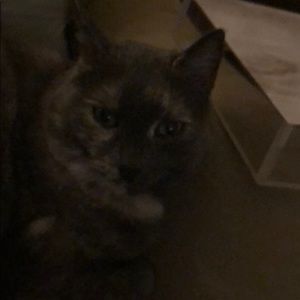 Meet your Posher, Chloe